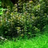 XL In-Vitro Bonsai Rotala / Rotala 'Bonsai' Im XL-Cup 1 XL In-Vitro Bonsai Rotala / Rotala 'Bonsai' Im XL-Cup -Hobby || DENNERLE || Flamingo Verkäufe V1300DZ 1