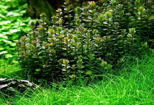 XL In-Vitro Bonsai Rotala / Rotala 'Bonsai' Im XL-Cup 3 XL In-Vitro Bonsai Rotala / Rotala 'Bonsai' Im XL-Cup