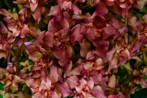 In-Vitro Japanischer Rotweiderich / Rotala Macrandra 'Japan' 3 In-Vitro Japanischer Rotweiderich / Rotala Macrandra 'Japan'