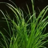 XL In-Vitro Helfers Zyperngras / Cyperus Helferi -Hobby || DENNERLE || Flamingo Verkäufe V139DZ 1