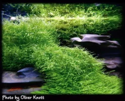 In-Vitro Kleiner Fleischfressender Wasserschlauch / Utricularia Graminifolia