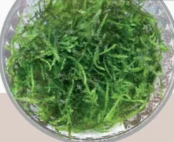 In-Vitro Pfauenmoos / Taxiphyllum Sp. 'Peacock'