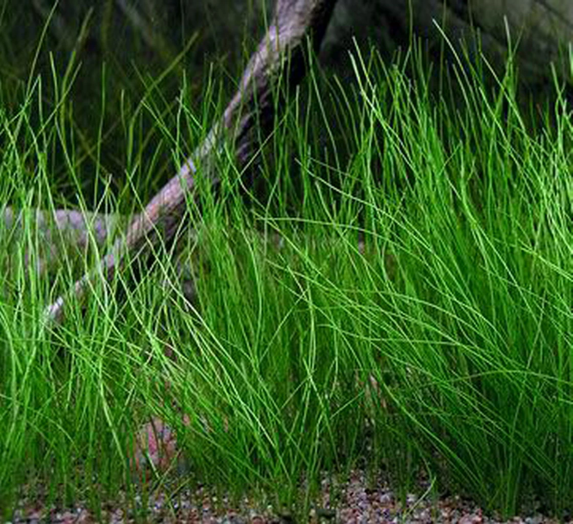 XL In-Vitro Nadelsimse / Eleocharis Acicularis 3 XL In-Vitro Nadelsimse / Eleocharis Acicularis
