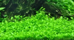 XL In-Vitro Australisches Zwergkraut - Zungenblatt / Glossostigma Elatinoides