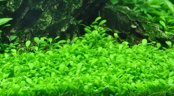 XL In-Vitro Australisches Zwergkraut - Zungenblatt / Glossostigma Elatinoides 3 XL In-Vitro Australisches Zwergkraut - Zungenblatt / Glossostigma Elatinoides