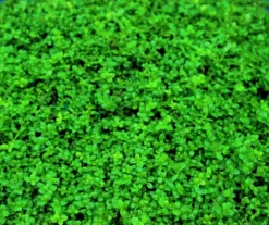 In-Vitro Kuba Zwerg-Perlenkraut / Hemianthus Callitri. CUBA, Hcc