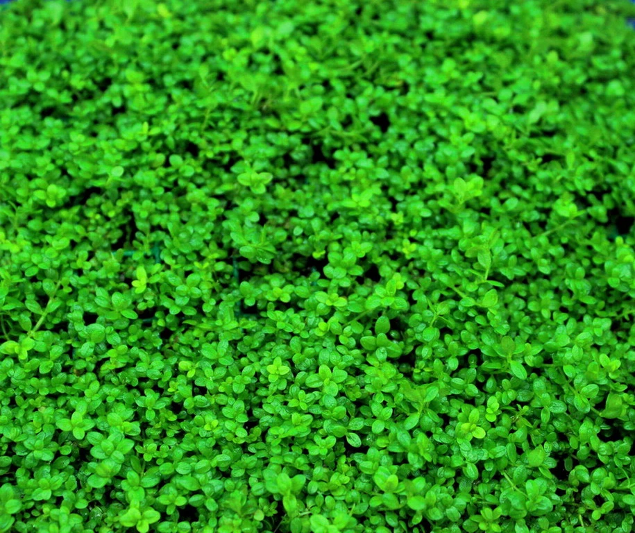 In-Vitro Kuba Zwerg-Perlenkraut / Hemianthus Callitri. CUBA, Hcc 3 In-Vitro Kuba Zwerg-Perlenkraut / Hemianthus Callitri. CUBA, Hcc