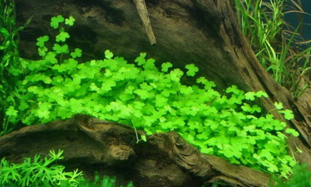 XL In-Vitro Hydrocotyle Tripartita Sp. 'Japan' Im XL-Cup 3 XL In-Vitro Hydrocotyle Tripartita Sp. 'Japan' Im XL-Cup