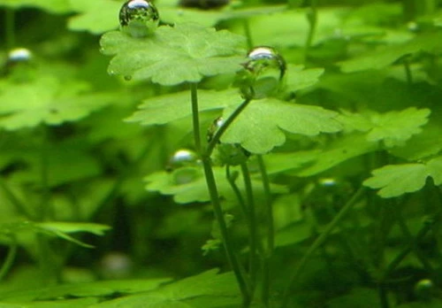 In-Vitro Hydrocotyle Tripartita Sp. 'Japan' 4 In-Vitro Hydrocotyle Tripartita Sp. 'Japan' – Bild 2