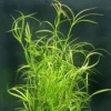 XL In-Vitro Kriechende Binse / Juncus Repens 2 XL In-Vitro Kriechende Binse / Juncus Repens -Hobby || DENNERLE || Flamingo Verkäufe V275DZ 1 2