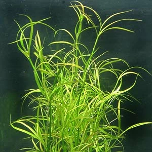 XL In-Vitro Kriechende Binse / Juncus Repens 3 XL In-Vitro Kriechende Binse / Juncus Repens