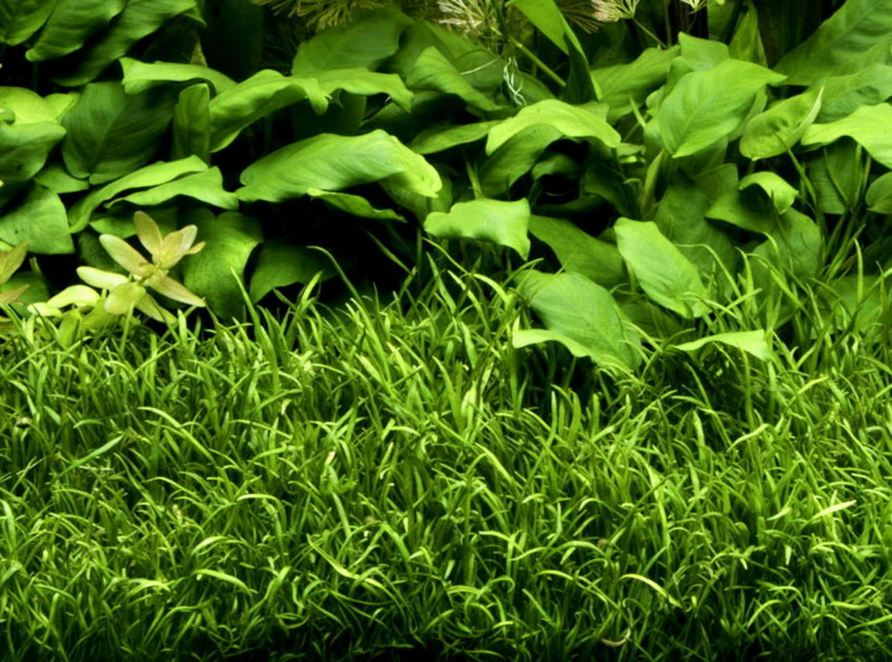 In-Vitro Brasilianische Graspflanze / Lilaeopsis Brasiliensis 3 In-Vitro Brasilianische Graspflanze / Lilaeopsis Brasiliensis