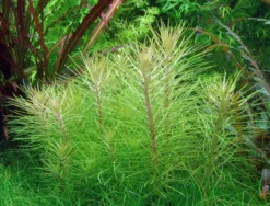 XL In-Vitro Indische Sternpflanze / Pogostemon Erectus