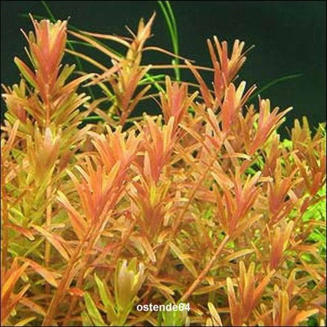 XL In-Vitro Kleine Rotala / Rotala Rotundifolia - Indica 3 XL In-Vitro Kleine Rotala / Rotala Rotundifolia - Indica