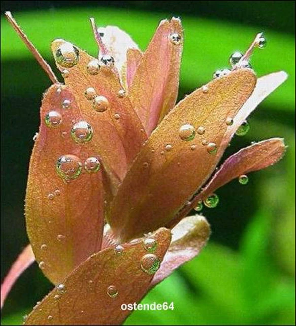 XL In-Vitro Kleine Rotala / Rotala Rotundifolia - Indica 4 XL In-Vitro Kleine Rotala / Rotala Rotundifolia - Indica – Bild 2