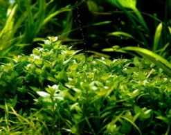 XL In-Vitro Kriechende Staurogyne / Staurogyne Spec. Repens