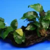 2 Kräftige Anubias Nana Auf Schöner Mopani-Wurzel 1 2 Kräftige Anubias Nana Auf Schöner Mopani-Wurzel -Hobby || DENNERLE || Flamingo Verkäufe W001wf 1 1