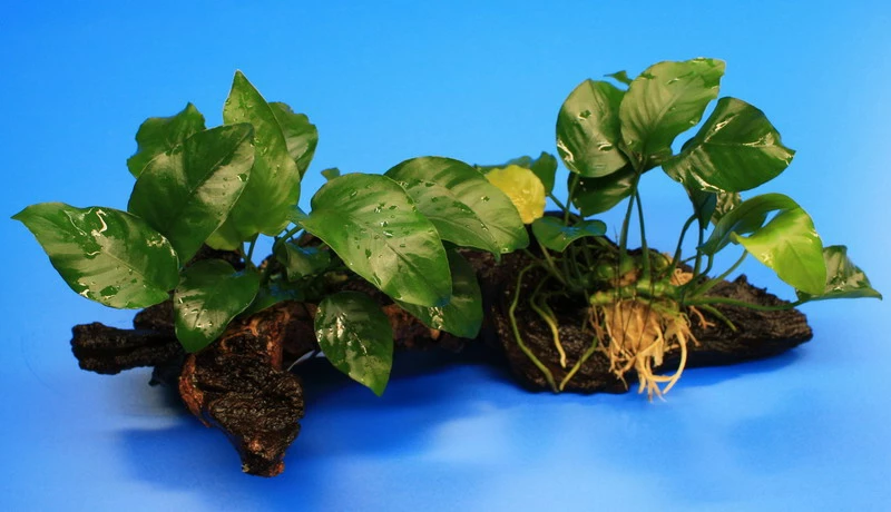 2 Kräftige Anubias Nana Auf Schöner Mopani-Wurzel 4 2 Kräftige Anubias Nana Auf Schöner Mopani-Wurzel – Bild 2