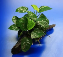 Anubias Barteri Auf Schöner Ca. 30 Cm Großer Wurzel