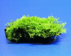 Wurzel Mit Christmas-Moos / Vesicularia Montagnei, Moos -Hobby || DENNERLE || Flamingo Verkäufe W003T 1 3