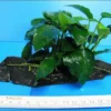Anubias Nana Auf Einer Wurzel / Zwergspeerblatt 2 Anubias Nana Auf Einer Wurzel / Zwergspeerblatt -Hobby || DENNERLE || Flamingo Verkäufe W10074ST 1 1