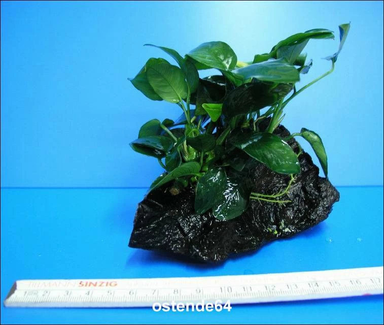 Anubias Nana Auf Einer Wurzel / Zwergspeerblatt 4 Anubias Nana Auf Einer Wurzel / Zwergspeerblatt – Bild 2