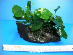 Anubias Nana Auf Einer Wurzel / Zwergspeerblatt 8 Anubias Nana Auf Einer Wurzel / Zwergspeerblatt -Hobby || DENNERLE || Flamingo Verkäufe W10074ST 1 3