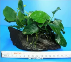 Anubias Nana Auf Einer Wurzel / Zwergspeerblatt 9 Anubias Nana Auf Einer Wurzel / Zwergspeerblatt -Hobby || DENNERLE || Flamingo Verkäufe W10074ST 1 4