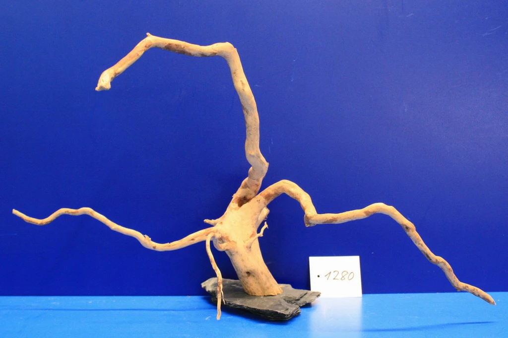 XXL Rote Moorwurzel / Moorkienholz 48x25x23 Traumwurzel #1280 Auf Schiefer 3 XXL Rote Moorwurzel / Moorkienholz 48x25x23 Traumwurzel #1280 Auf Schiefer