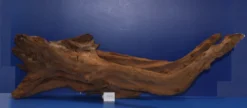 6XL Mangroven-Wurzel 113x36x60 Unikat - Traumwurzel #1437
