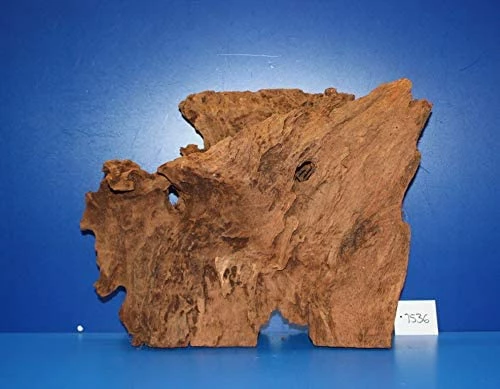 XL Mangroven-Wurzel 42x31x16 Unikat - Traumwurzel #1536 3 XL Mangroven-Wurzel 42x31x16 Unikat - Traumwurzel #1536