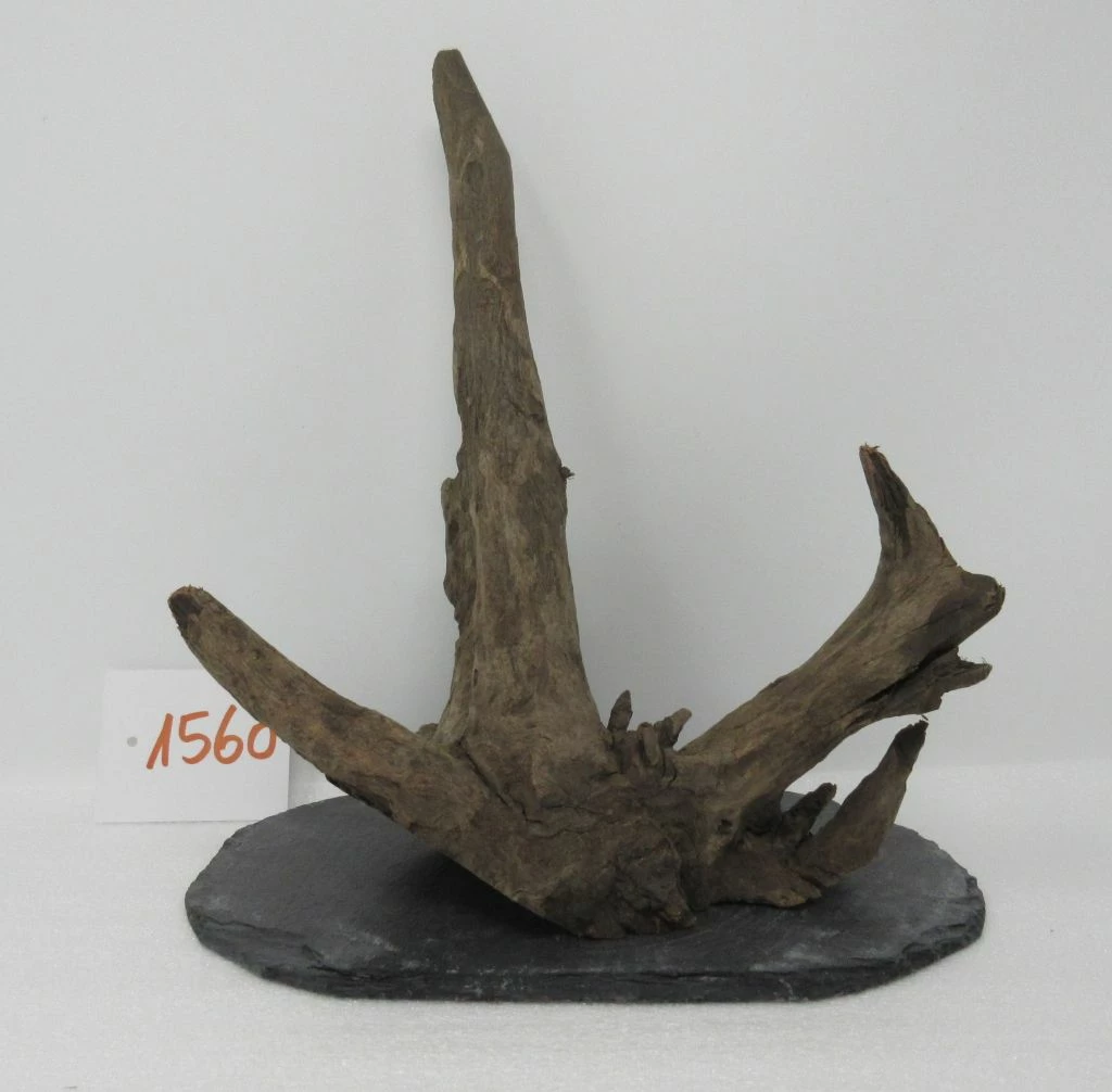 XL Scaper Wurzel 19x21x14 Traumwurzel #1560 Auf Schiefer 3 XL Scaper Wurzel 19x21x14 Traumwurzel #1560 Auf Schiefer