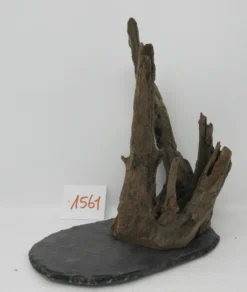 XL Scaper Wurzel 19x24x19 Traumwurzel #1561 Auf Schiefer
