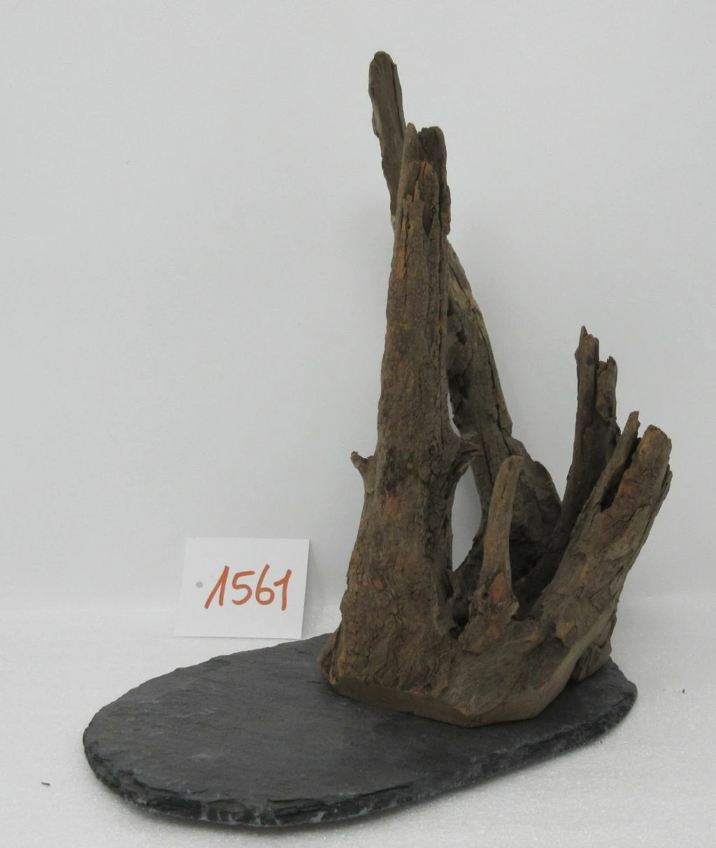 XL Scaper Wurzel 19x24x19 Traumwurzel #1561 Auf Schiefer 3 XL Scaper Wurzel 19x24x19 Traumwurzel #1561 Auf Schiefer