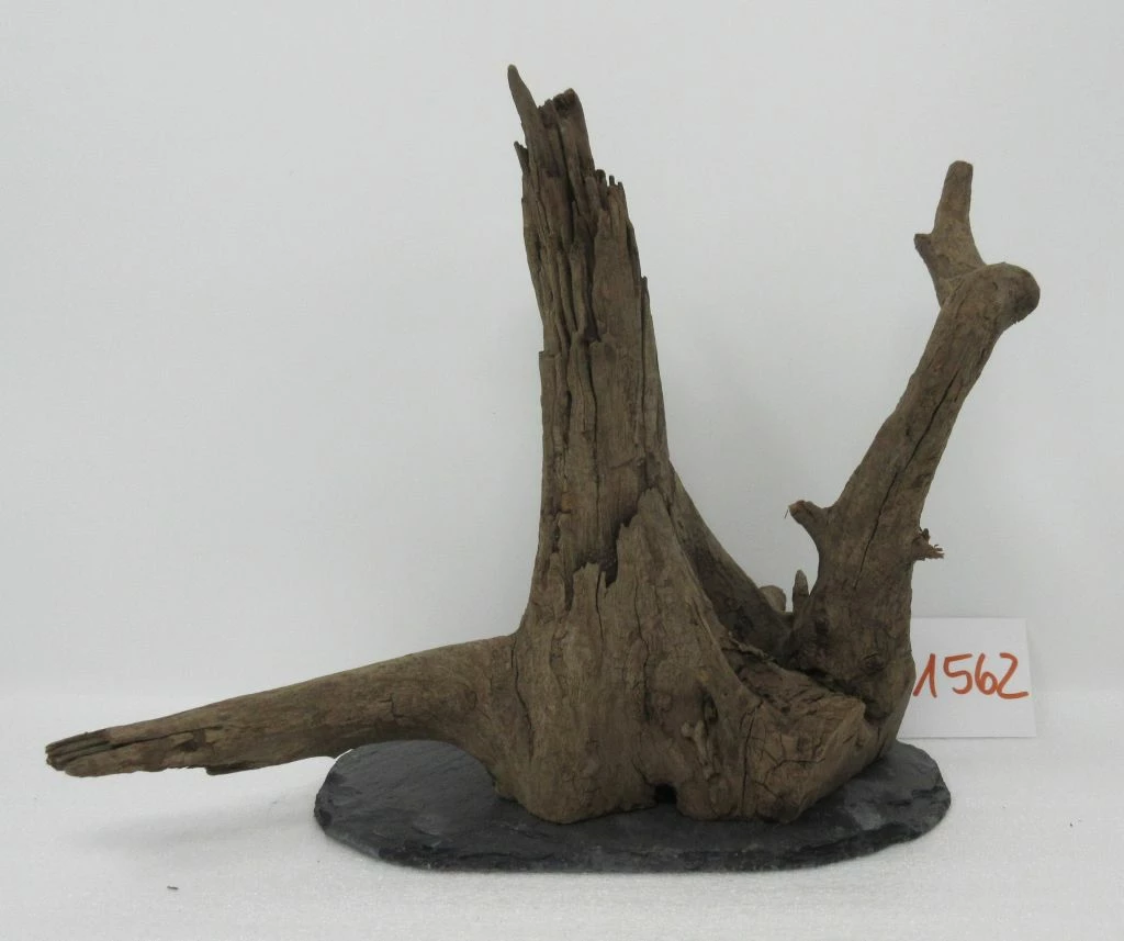 XL Scaper Wurzel 24x22x17 Traumwurzel #1562 Auf Schiefer 3 XL Scaper Wurzel 24x22x17 Traumwurzel #1562 Auf Schiefer