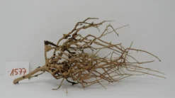 XL Thailand Zweig / Wurzel 35x14x14 Traumwurzel #1577