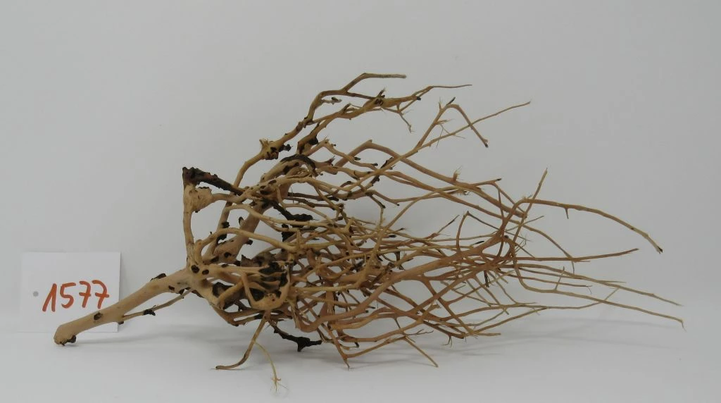 XL Thailand Zweig / Wurzel 35x14x14 Traumwurzel #1577 3 XL Thailand Zweig / Wurzel 35x14x14 Traumwurzel #1577