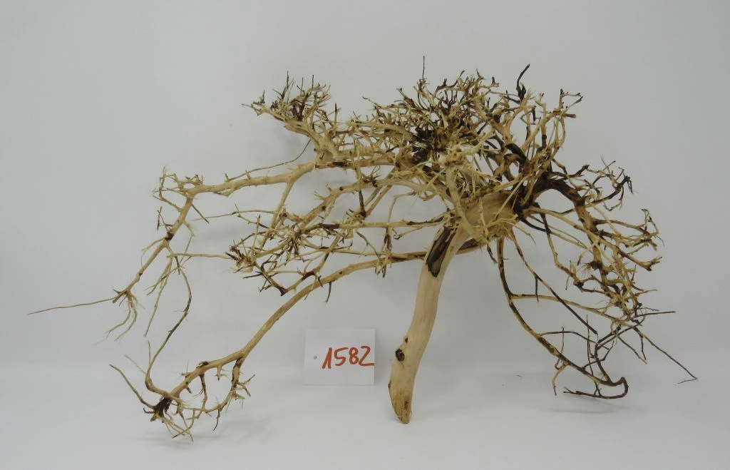 XL Thailand Zweig / Wurzel 42x22x20 Traumwurzel #1582 3 XL Thailand Zweig / Wurzel 42x22x20 Traumwurzel #1582