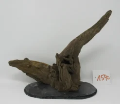XL Scaper Wurzel 26x20x15 Traumwurzel #1590 Auf Schiefer