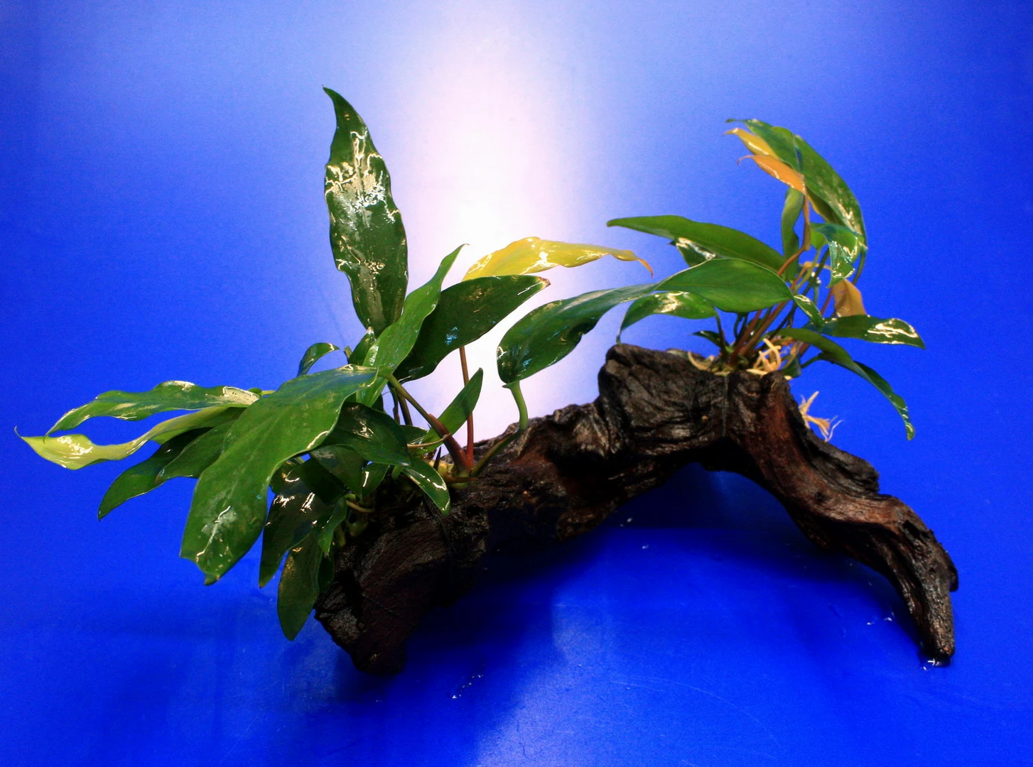 2 X Kleines Speerblatt Auf Schöner Mopani-Wurzel / Anubias Barteri Var. Glabra - Minima 3 2 X Kleines Speerblatt Auf Schöner Mopani-Wurzel / Anubias Barteri Var. Glabra - Minima