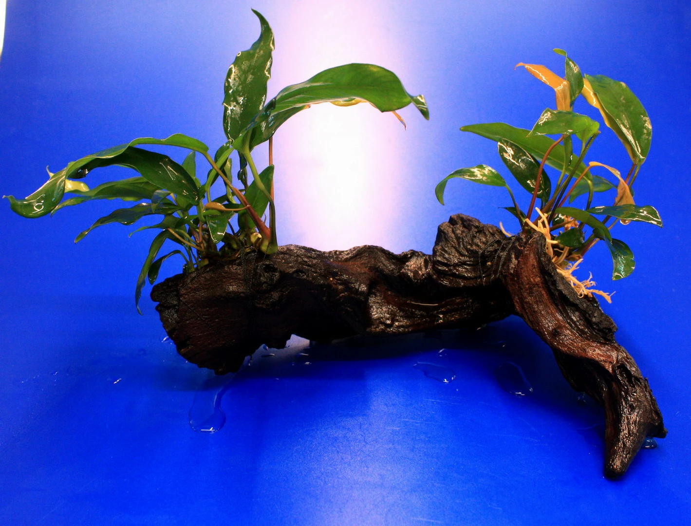 2 X Kleines Speerblatt Auf Schöner Mopani-Wurzel / Anubias Barteri Var. Glabra - Minima 4 2 X Kleines Speerblatt Auf Schöner Mopani-Wurzel / Anubias Barteri Var. Glabra - Minima – Bild 2