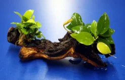 2 X Goldenes Zwergspeerblatt Auf Schöner Mopani-Wurzel / Anubias Nana GOLD