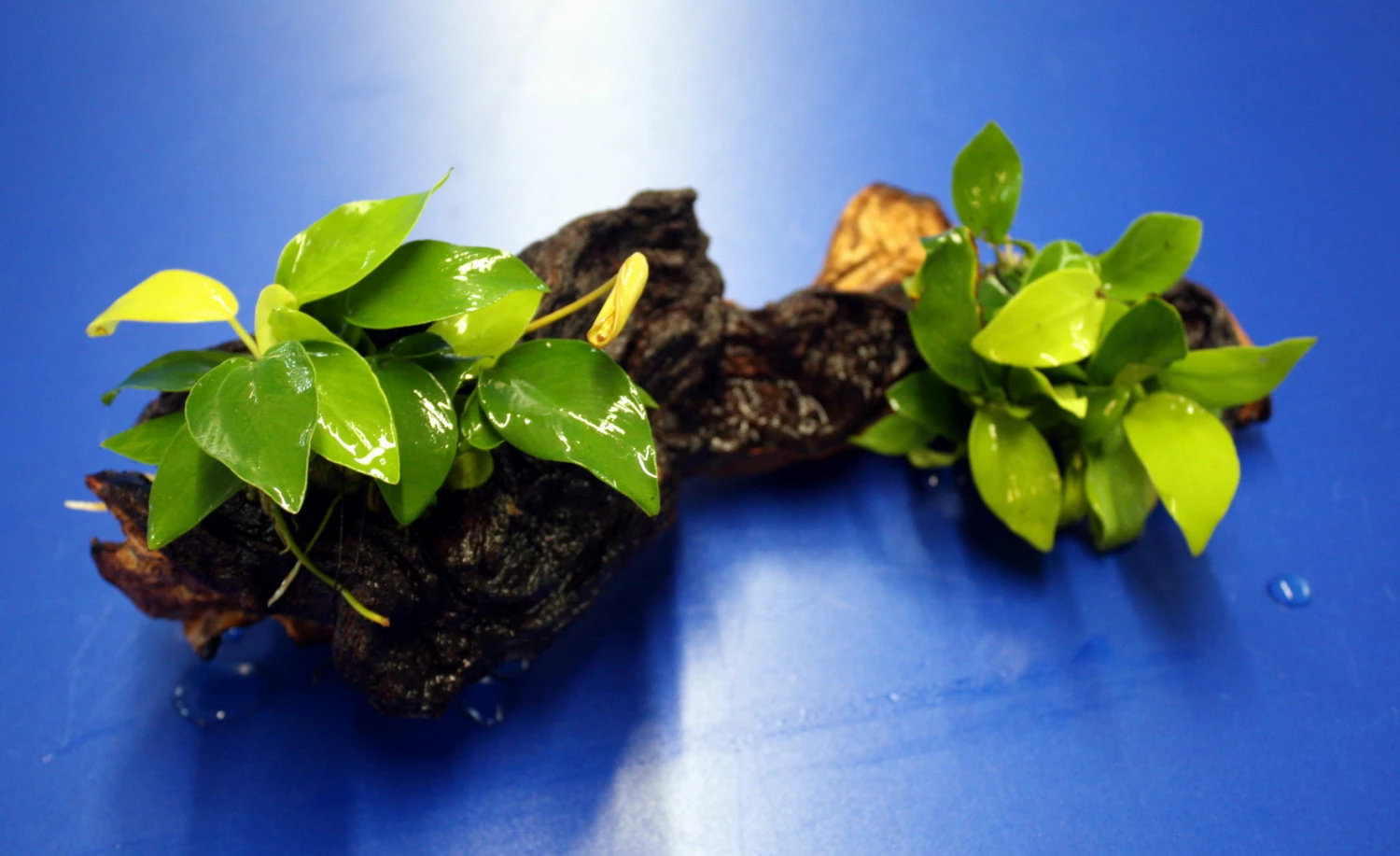 2 X Goldenes Zwergspeerblatt Auf Schöner Mopani-Wurzel / Anubias Nana GOLD 4 2 X Goldenes Zwergspeerblatt Auf Schöner Mopani-Wurzel / Anubias Nana GOLD – Bild 2