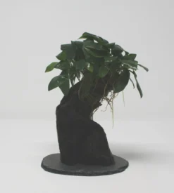 Urwaldbaum KLEIN Mbuna Mit Anubia Nana/Zwergspeerblatt Ca. 20-25 Cm