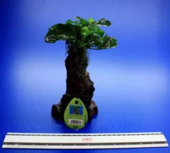 Dennerle Urwaldbaum Mbuna KLEIN Mit Anubia Nana 7 Dennerle Urwaldbaum Mbuna KLEIN Mit Anubia Nana -Hobby || DENNERLE || Flamingo Verkäufe W MB01D 1 3