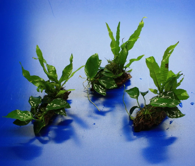 Nano Wood Mit Javafarn, Zwerg-Speerblatt (Anubia) + Javamoos 4 Nano Wood Mit Javafarn, Zwerg-Speerblatt (Anubia) + Javamoos – Bild 2