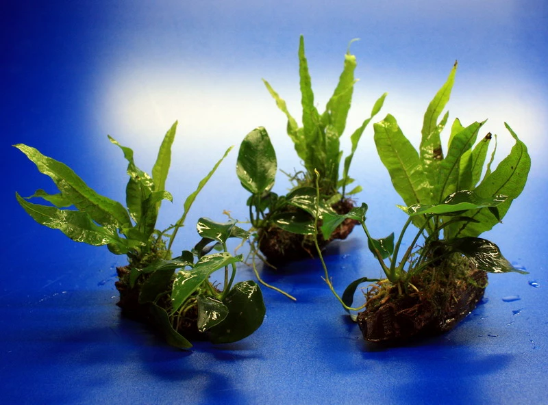 Nano Wood Mit Javafarn, Zwerg-Speerblatt (Anubia) + Javamoos 5 Nano Wood Mit Javafarn, Zwerg-Speerblatt (Anubia) + Javamoos – Bild 3