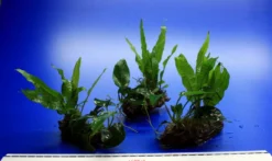 Nano Wood Mit Javafarn, Zwerg-Speerblatt (Anubia) + Javamoos 9 Nano Wood Mit Javafarn, Zwerg-Speerblatt (Anubia) + Javamoos -Hobby || DENNERLE || Flamingo Verkäufe W NW01D 1 4