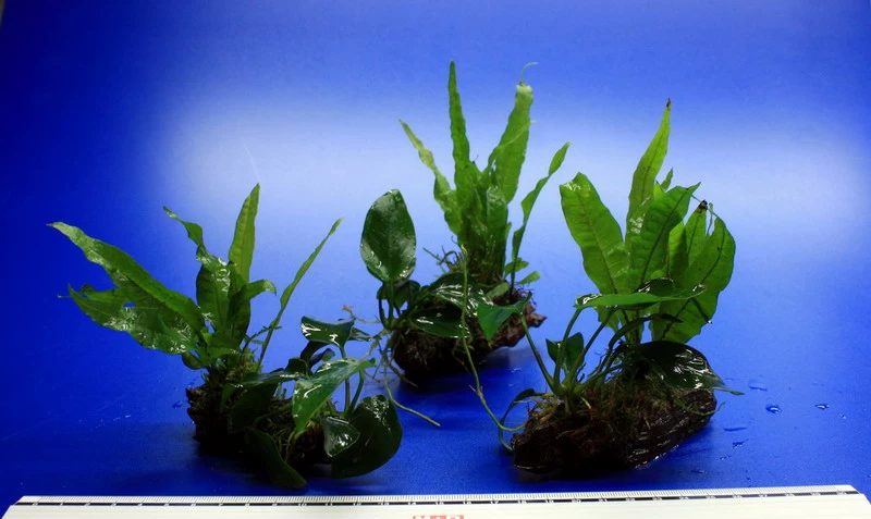 Nano Wood Mit Javafarn, Zwerg-Speerblatt (Anubia) + Javamoos 6 Nano Wood Mit Javafarn, Zwerg-Speerblatt (Anubia) + Javamoos – Bild 4