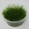 XL In-Vitro Krabi Moss / Vesicularia Montagnei 'Krabi', Moos 1 XL In-Vitro Krabi Moss / Vesicularia Montagnei 'Krabi', Moos -Hobby || DENNERLE || Flamingo Verkäufe XK DZ 1 1